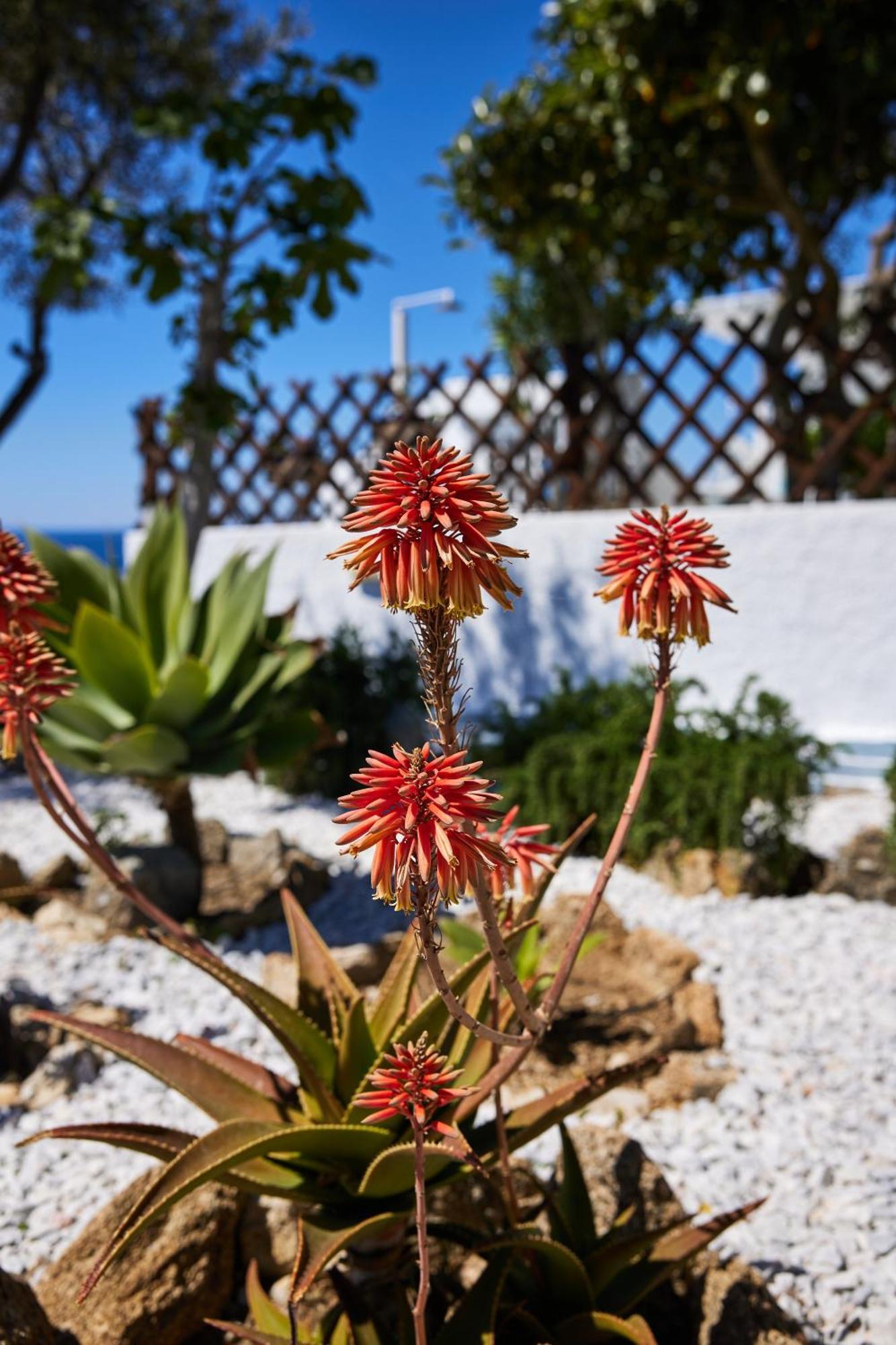 Sand Lily Villa Mykonos Mykonos Town Exteriér fotografie